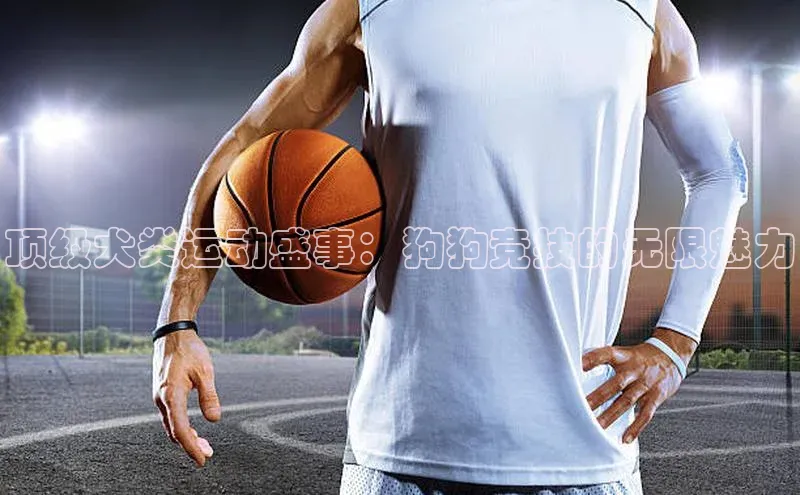 顶级犬类运动盛事：狗狗竞技的无限魅力